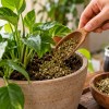 Imagen de El secreto de la yerba mate usada: cómo aprovecharla en las plantas sin dañarlas