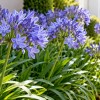 Imagen de El secreto para que los agapantos exploten de flores: qué hacer ahora para estimularlos