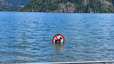 Crecida del lago Lácar: Prefectura alertó por el aumento del nivel del agua y la presencia de troncos flotando