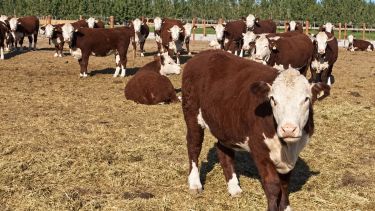Programa de Refugos Ganaderos en Neuquén: cuáles son los nuevos valores y requisitos para productores