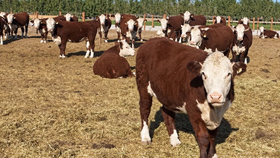 La iniciativa busca optimizar el rendimiento de los rodeos provinciales y potenciar la eficiencia productiva en los establecimientos rurales.