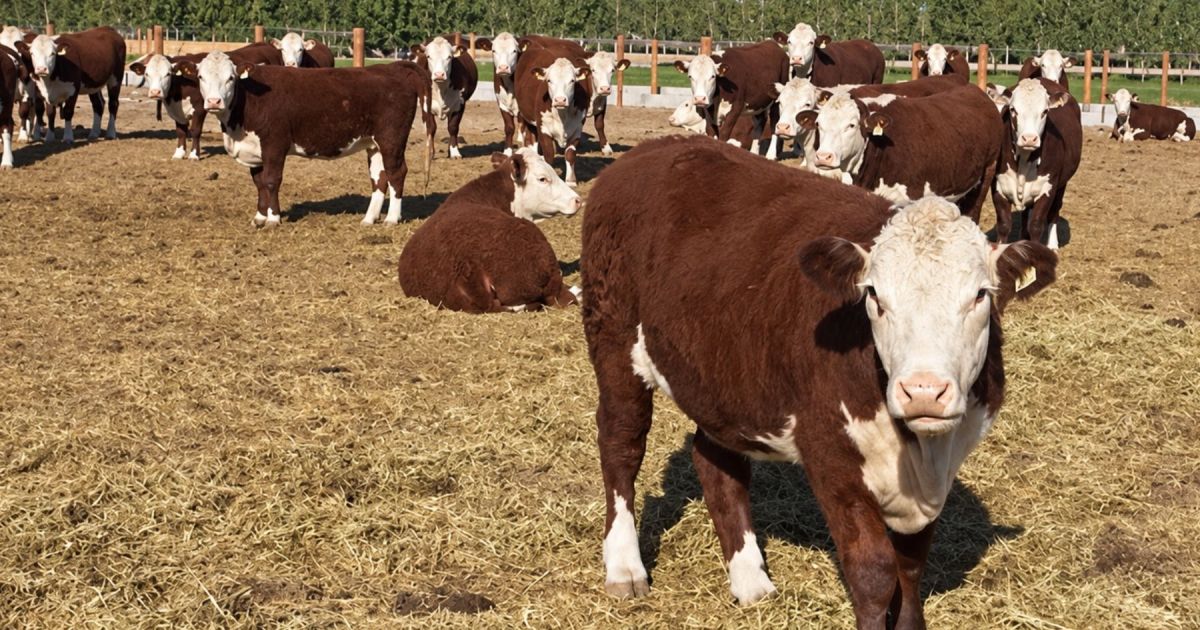 Neuquén lanza nueva etapa del Programa de Refugos Ganaderos