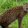 Imagen de Gato huiña, otra vez en peligro de extinción: podrían quedar 442 adultos
