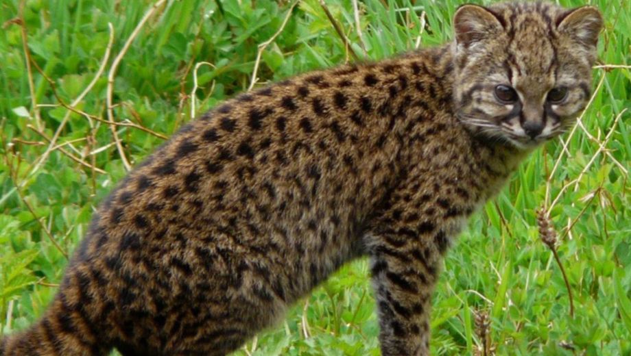 El gato huiña es un felino solitario y con hábitos nocturnos o crepusculares que vive esquivo entre la vegetación densa del bosque patagónico (Foto: Mauro Tammone)