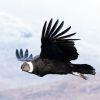 Imagen de El cóndor andino gasta cinco veces menos energía que un cisne al volar