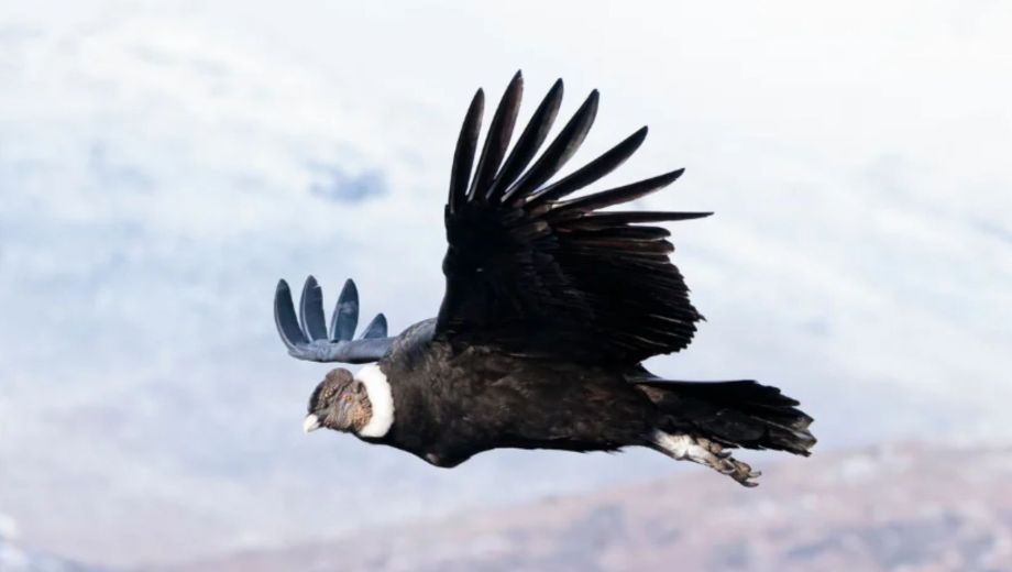 El cóndor andino aletea apenas el 0,1 % de su tiempo de vuelo (Foto: Álvaro Moya)