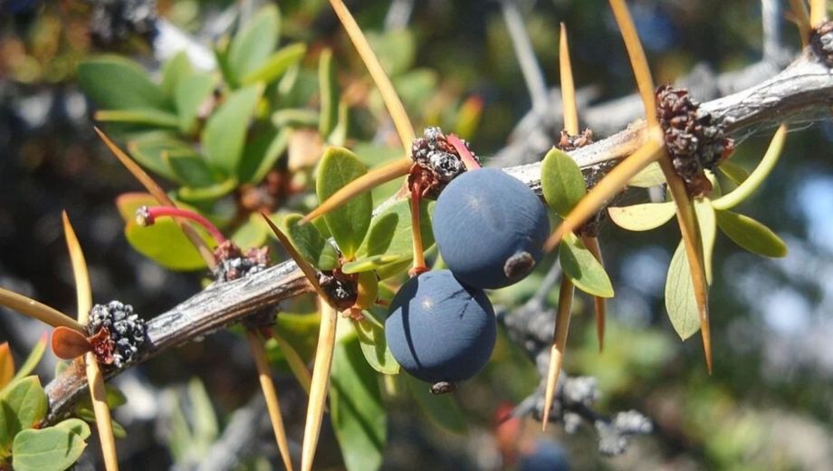 El calafate es un arbusto muy popular por sus frutos oscuros y la famosa leyenda que promete el regreso a quien los pruebe. (Foto: Banfield Wiki)