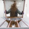 Imagen de Liberan 1.000 millones de moscas en la Patagonia para proteger los frutales de una plaga que afecta a nivel mundial