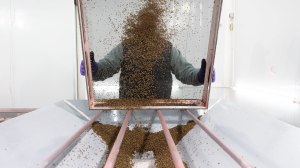 Liberan más de 1.000 millones de moscas en la Patagonia para proteger los frutales de una plaga peligrosa a nivel mundial