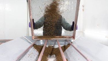 Liberan más de 1.000 millones de moscas en la Patagonia para proteger los frutales de una plaga peligrosa a nivel mundial