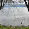 Imagen de Encontraron el cuerpo de un hombre en la costa del lago Nahuel Huapi: buscan identificarlo e investigan las causas de muerte