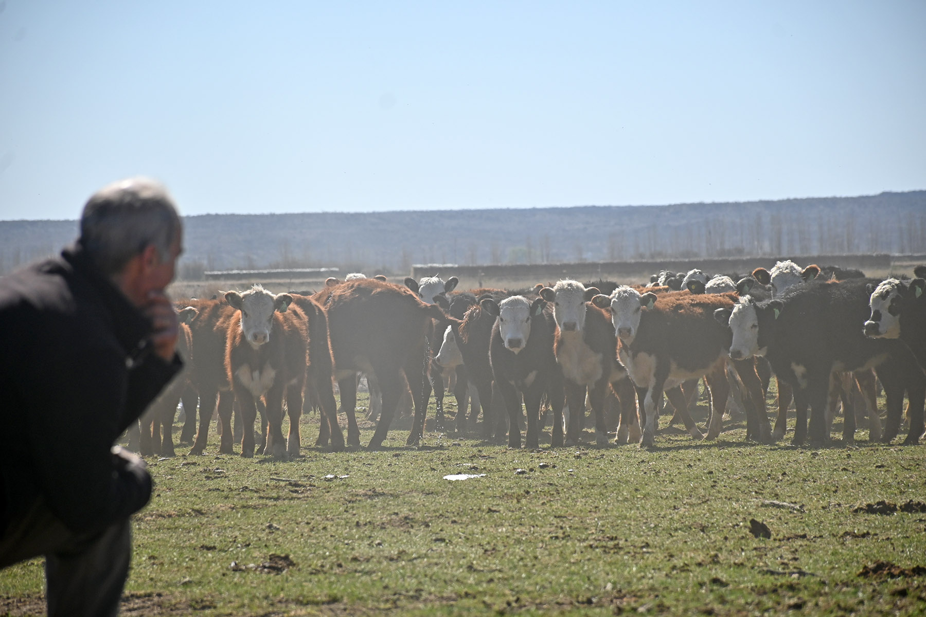 El potencial de la cría bovina en la Patagonia