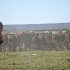 Imagen de Cría bovina: el potencial productivo que tienen las vacas en Patagonia