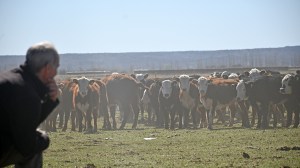 Cría bovina: el potencial productivo que tienen las vacas en Patagonia