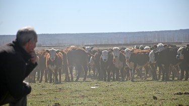 Cría bovina: el potencial productivo que tienen las vacas en Patagonia