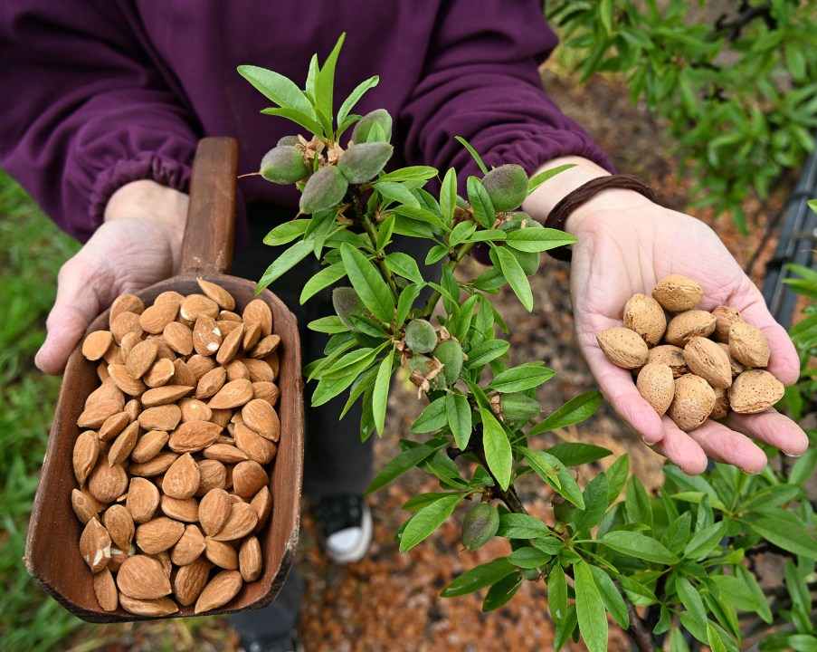 De perder sus nogales a producir almendras sin TACC en Patagonia