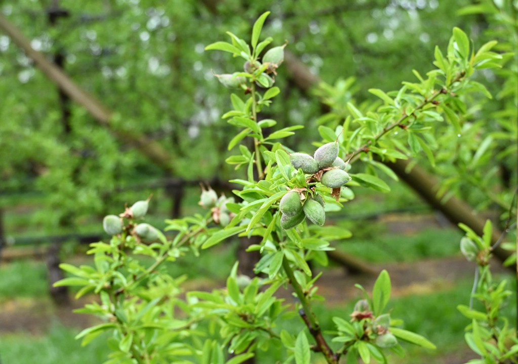 De perder sus nogales a producir almendras sin TACC en Patagonia