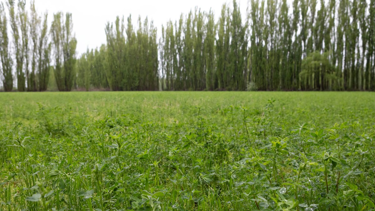 En las 45 hectáreas en producción en Barda del Medio, se hace únicamente alfalfa.