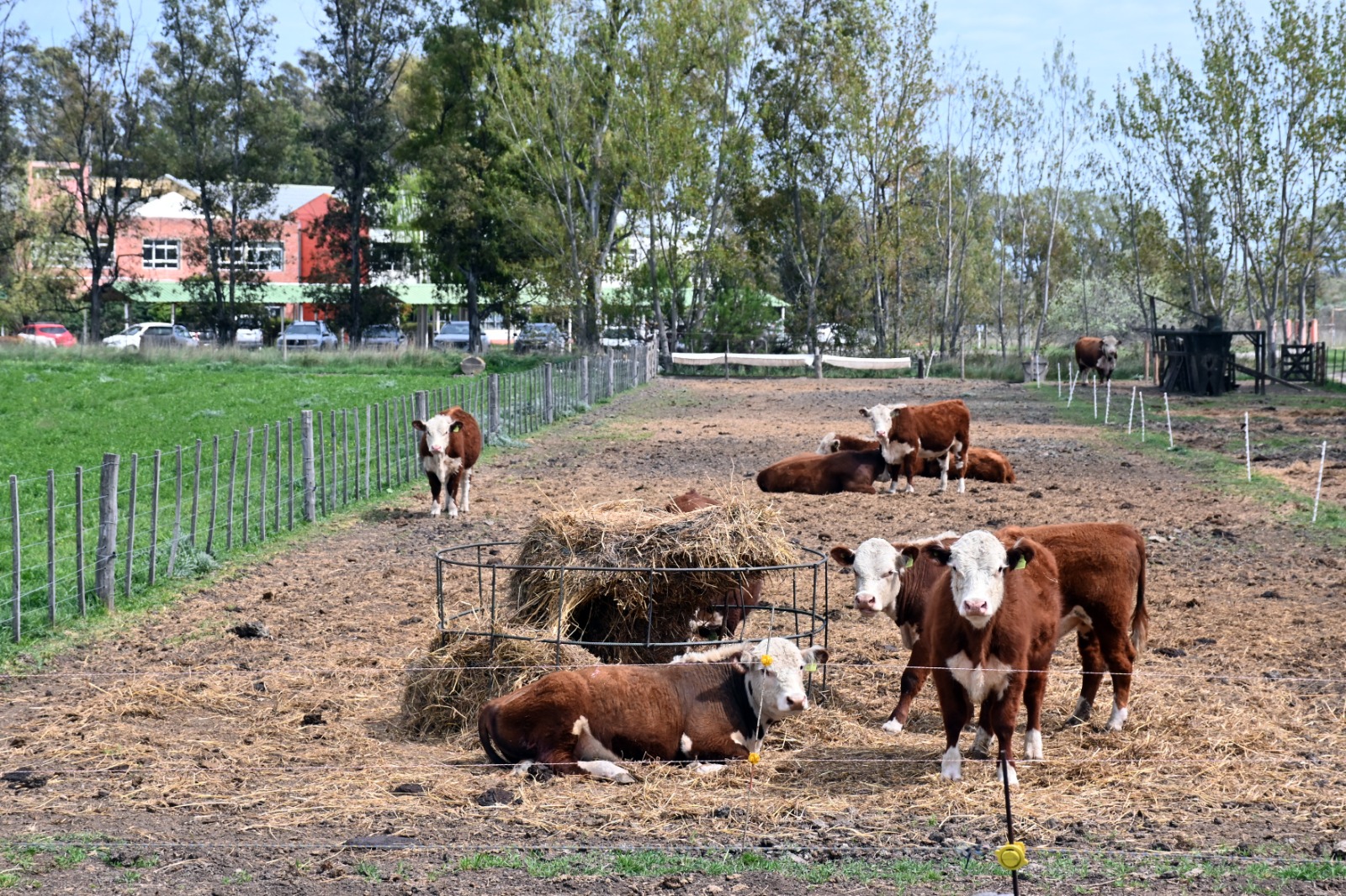 La escuela agraria en Viedma que integra producción y aprendizaje