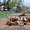 Imagen de Vacas, invernaderos, huevos y dulces: así es la escuela de la Patagonia donde se aprende produciendo