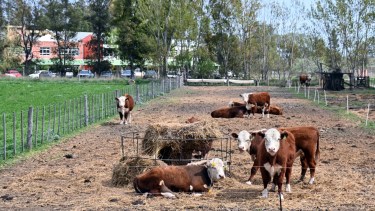 Vacas, invernaderos, huevos y dulces: así es la escuela de la Patagonia donde se aprende produciendo