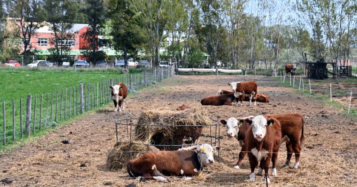La escuela agraria en Viedma que integra producción y aprendizaje