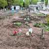 Imagen de Finaliza la tarea en el cementerio de El Chañar, donde se buscaban desaparecidos de Neuquén