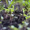 Imagen de La UNRN dicta un nuevo taller de huerta familiar agroecológica en Bariloche