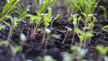 La UNRN dicta un nuevo taller de huerta familiar agroecológica en Bariloche
