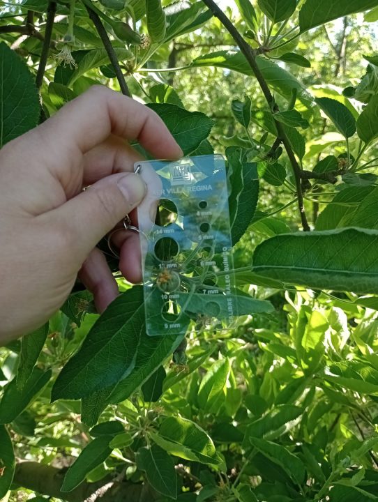 Foto 1. La mayor efectividad del raleo se logra al realizar las aplicaciones con frutos de 8 a 12 mm de diámetro.