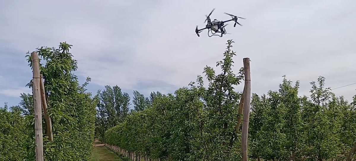 Foto 3. Se ha comenzado a evaluar la aplicación de raleo químico con dron en el Alto Valle.