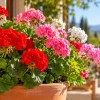 Imagen de La planta que resiste el sol y florece durante meses: ideal para jardines y balcones de la Patagonia