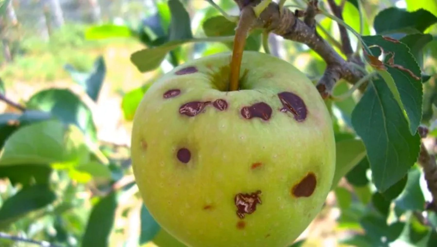 Neuquén lanza programa de compensación por granizo para productores agrarios