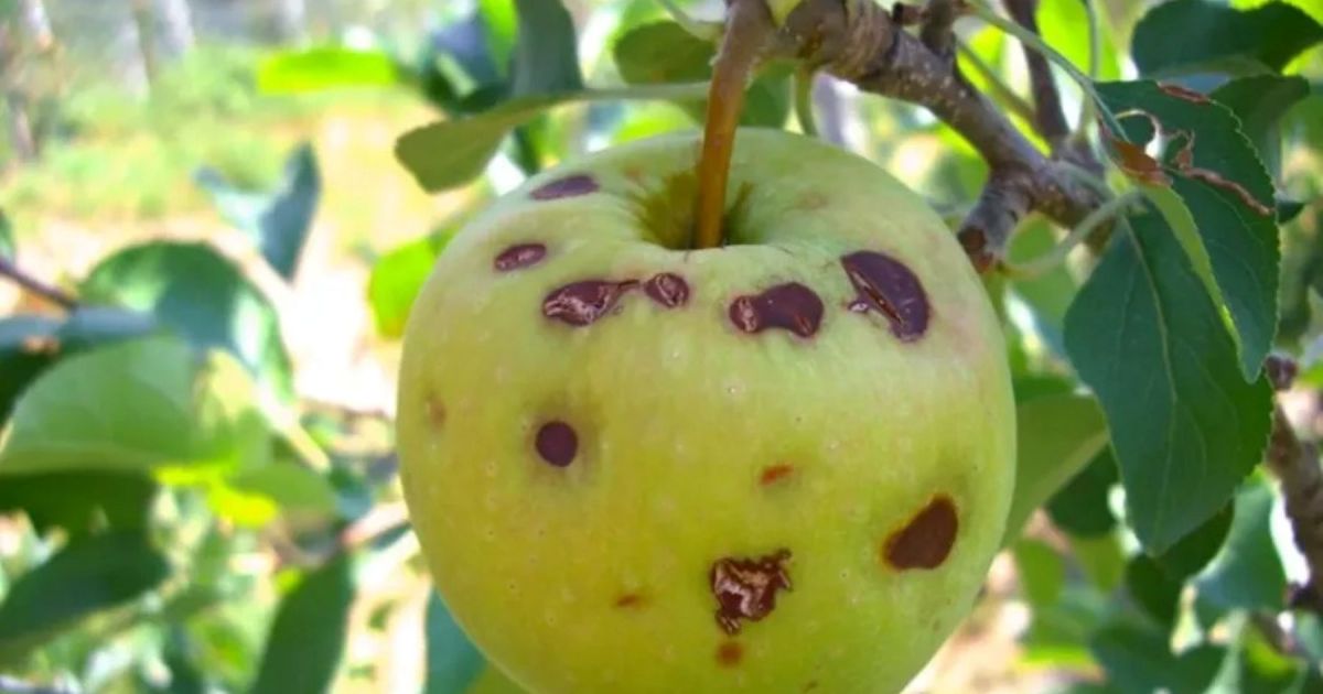 Neuquén lanza programa de compensación por granizo para productores agrarios