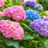 Imagen de Hortensias con flores enormes: el secreto para que crezcan más grandes, coloridas y saludables