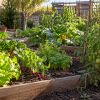 Imagen de Huerta de noviembre: qué verduras y hortalizas sembrar, según el INTA