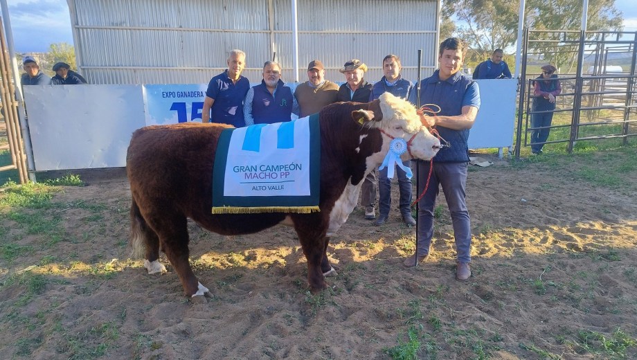Gran Campeón Hereford PP, de Humberto Cressatti.