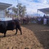 Imagen de 15° Exposición Rural del Alto Valle: el Gran Campeón Macho PP que se marchó de la pista sin ofertas y luego volvió para ser la estrella y la mejor venta de la muestra