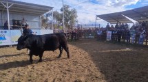 Imagen de 15° Exposición Rural del Alto Valle: el Gran Campeón Macho PP que se marchó de la pista sin ofertas y luego volvió para ser la estrella y la mejor venta de la muestra