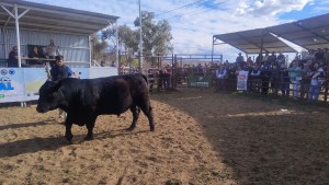 15° Exposición Rural del Alto Valle: el Gran Campeón Macho PP que se marchó de la pista sin ofertas y luego volvió para ser la estrella y la mejor venta de la muestra
