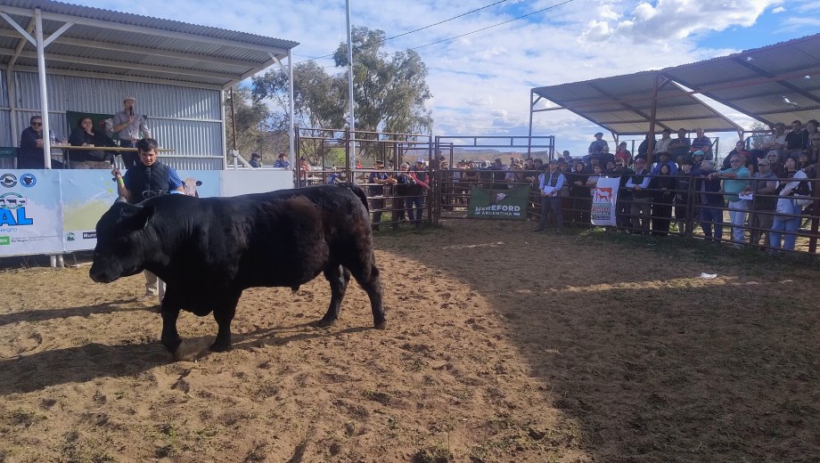 El Gran Campeón Macho Angus PP que se vendió en 20,2 millones de pesos en la Expo Rural del Alto Valle.