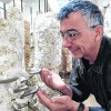 Imagen de Gírgolas en Centenario: el arte de cuidar y verlas crecer