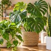 Imagen de Las tres plantas de interior que conviene revisar en primavera antes de que llegue el calor
