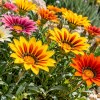 Imagen de La planta que florece casi todo el verano y es ideal para jardines con mucho sol