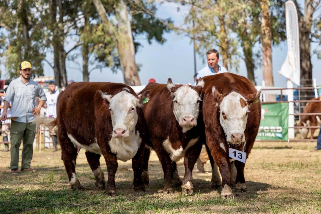 Ezcurra fue jurado de la raza Hereford en la 37° Exposición Ganadera, Comercial e Industrial de Primavera de General Conesa. Foto: gentileza.