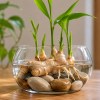 Imagen de Mezclar jengibre con piedras y agua: para qué sirve y cómo hacer este truco en casa
