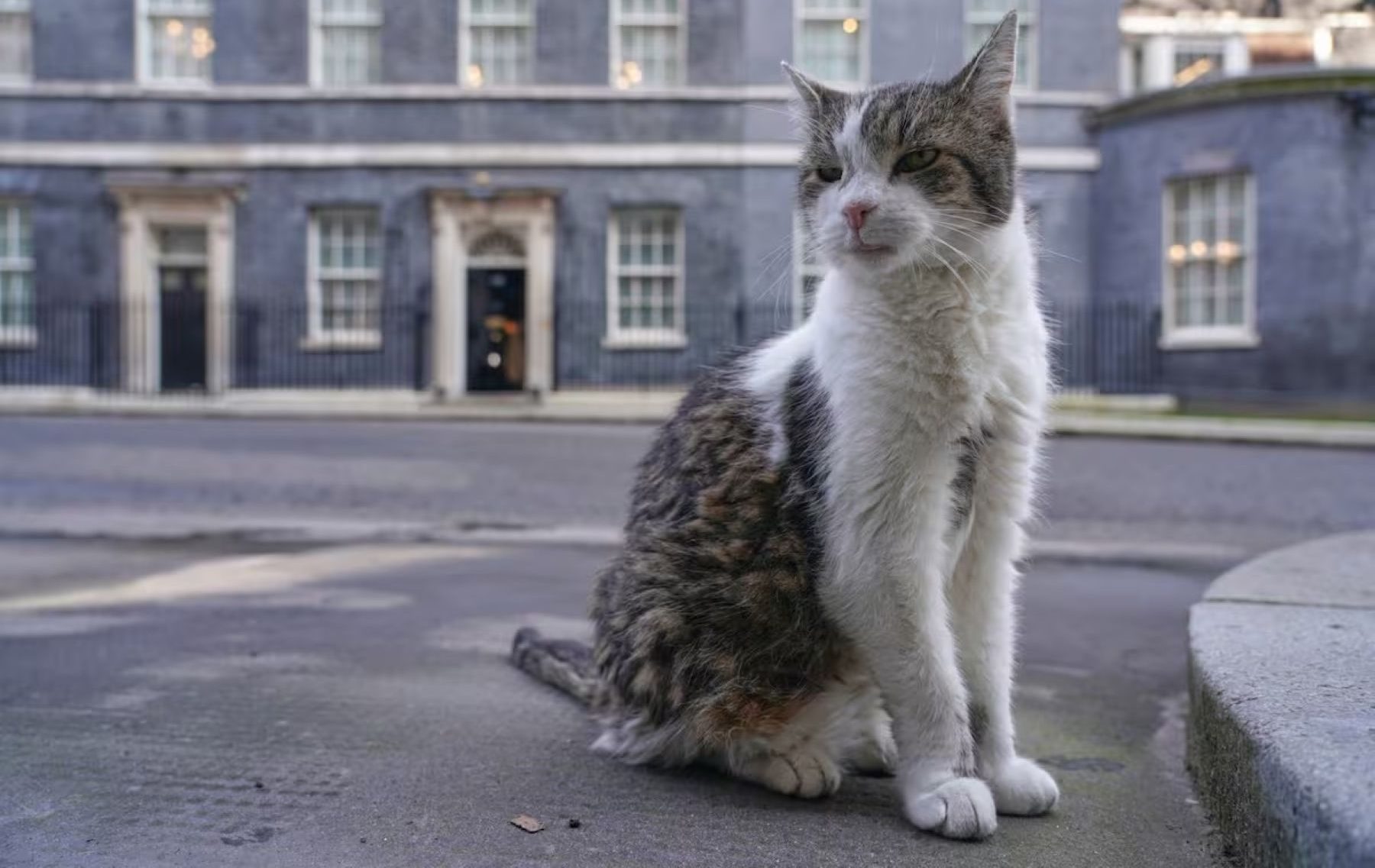 Larry, el gato de Downing Street, se recupera y retoma sus actividades