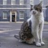 Imagen de Alivio en Downing Street: operaron a Larry el gato y ya volvió a recorrer la residencia británica