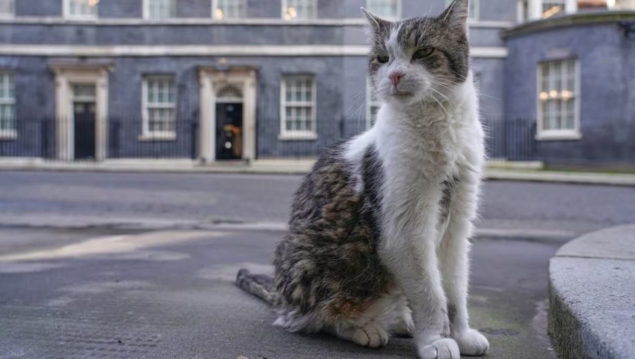 Operaron a Larry el gato y ya volvió a recorrer la residencia británica.-