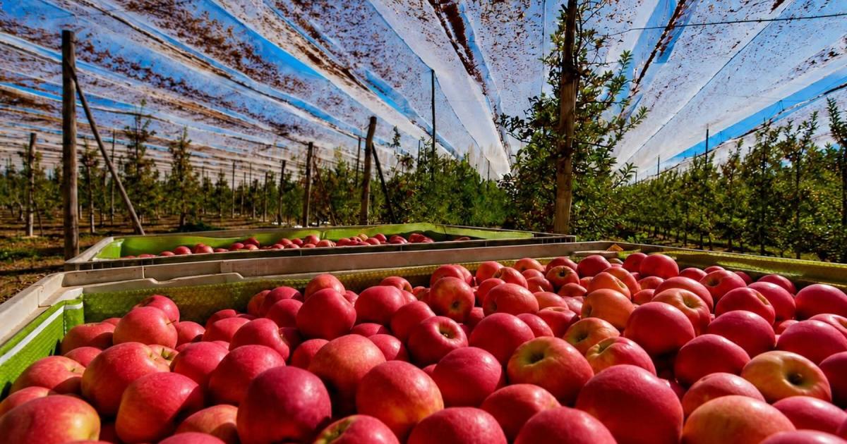 La sidra de Río Negro avanza hacia la Indicación Geográfica